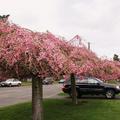 cherry blossom - 21
