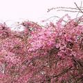 cherry blossom - 24