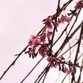 cherry blossom - 25