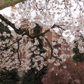 Cherry Blossom on Seattle campus