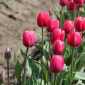 tulips 2011 - 9
