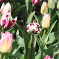 tulips 2011 - 10