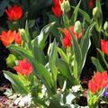 tulips 2011 - 12