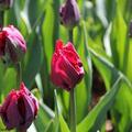 tulips 2011 - 13