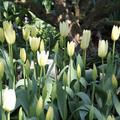 tulips 2011 - 19