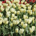 tulips 2011 - 21