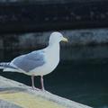 Sea gull - 3