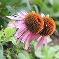 Cone flowers