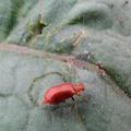 紅色小蟲蟲