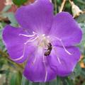 蜜蜂戀紫花-1