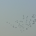 河邊水鳥 2010-09 ~ now - 2