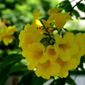 20090520黃槐,金鐘花 - 5