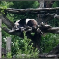動物園貓熊 - 3