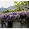 春日紫藤