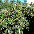 柿子樹