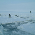 網走破冰船上看俄霍次克海流冰