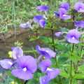 水溝邊種的花