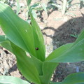玉米上的小瓢蟲