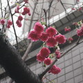 家門口的花 - 櫻花