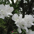 新竹十八尖山杜鵑花