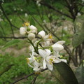 柳丁樹的花
