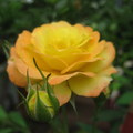 鄰居家的花--黃玫瑰