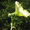 絲瓜的花