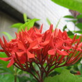 鄰居家的花--紅仙丹花