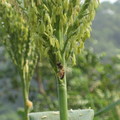 田野的田園 - 玉米枝梗上的蜜蜂