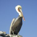 Pelican on the roof