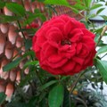 红玫瑰-2