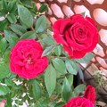 红玫瑰-3