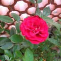 红玫瑰-4