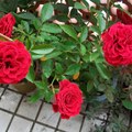 红玫瑰-5