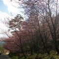 大道旁的櫻花林