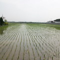 一片稻田的視野