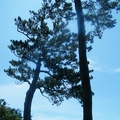 黑松樹