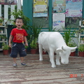 兩歲 (20110716) 飛牛牧場牛逗牛