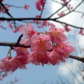 超級漂亮的櫻花!