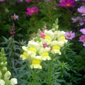 很特別的黃黃白白小花花