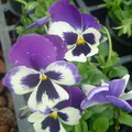 紫色的小花花~