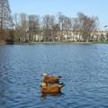 Bois de Vincennes湖邊水鴨二