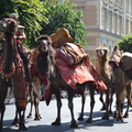 駱駝隊伍