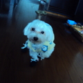 My Dog - 1