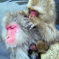 小的看到鏡頭害怕的在母猴懷中吃奶 公猴則幫母猴抓虱子