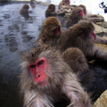 長野縣著名的野猴泡溫泉 這些猴子們可舒服呢