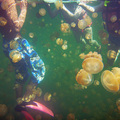 水母湖浮潛樂