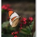 晨曦的山中花園裡,春季花兒開得最繽紛，蜂蝶更是採花忙，花間草叢裡都是翩翩飛舞的蝶影,平日最多的是小粉蝶和鳳蝶。天晴了，少見的「端紅蝶」和「石牆蝶」也都出現了。