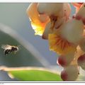 蜜蜂和月桃花