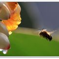 蜜蜂和月桃花